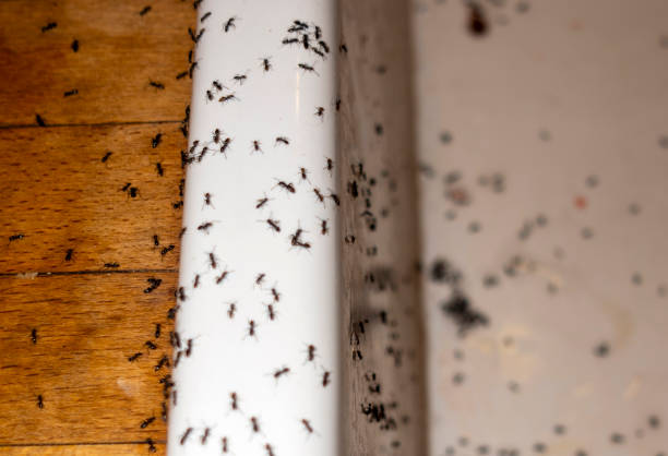 Best Mosquito Control Services  in South Elgin, IL